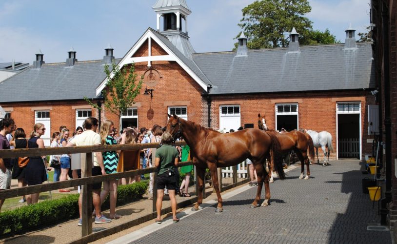 visitors-meeting-the-horses-in-the-rothschild-yard